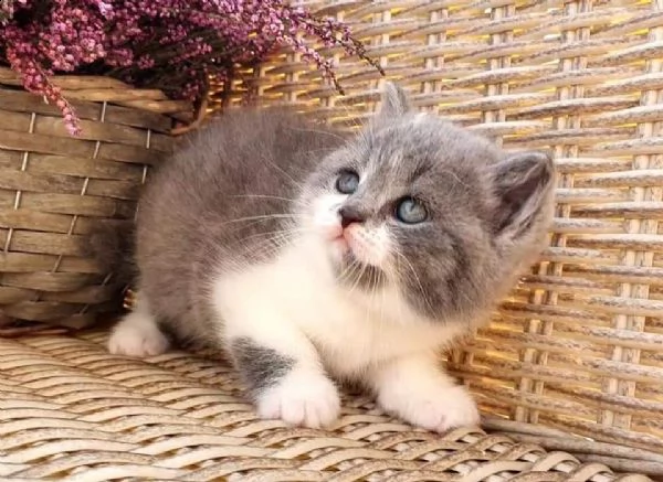 gattini british shorthair sani | Foto 2