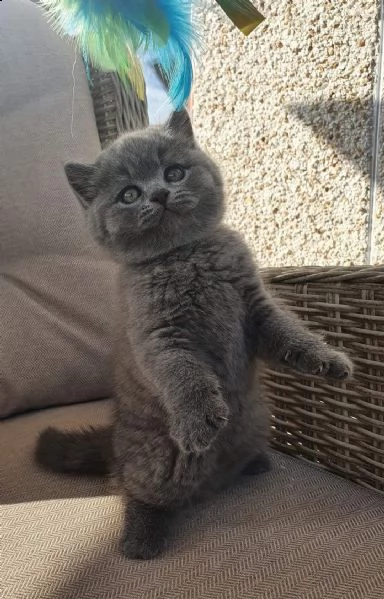gattini british shorthair sani | Foto 1