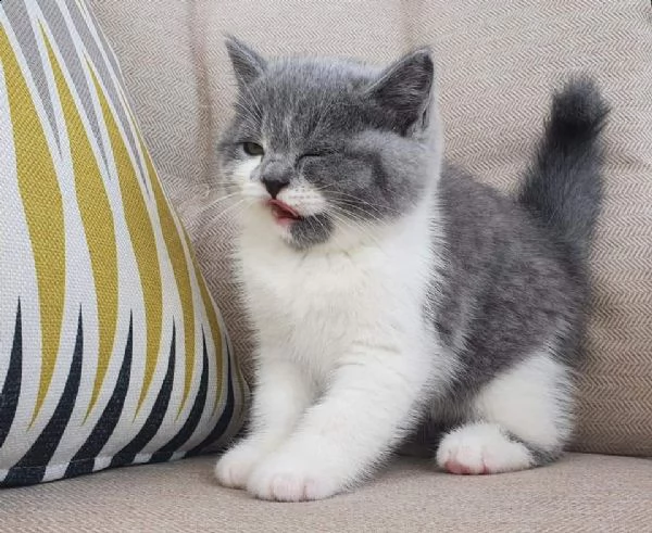 gattini british shorthair sani | Foto 0