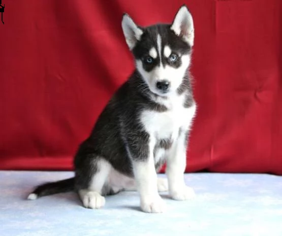 husky cuccioli