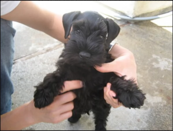 belllissimi cuccioli di schnauzer | Foto 1