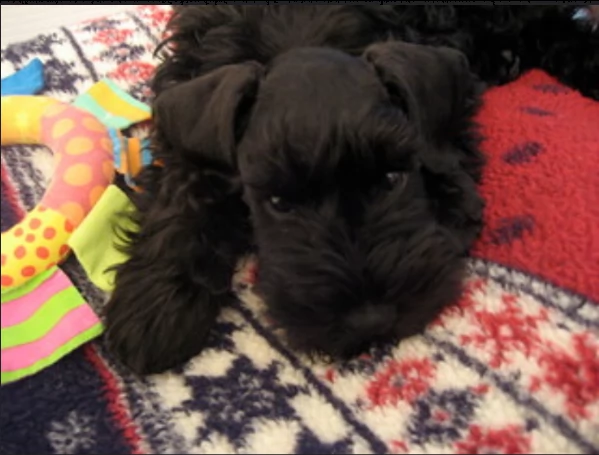 belllissimi cuccioli di schnauzer | Foto 0