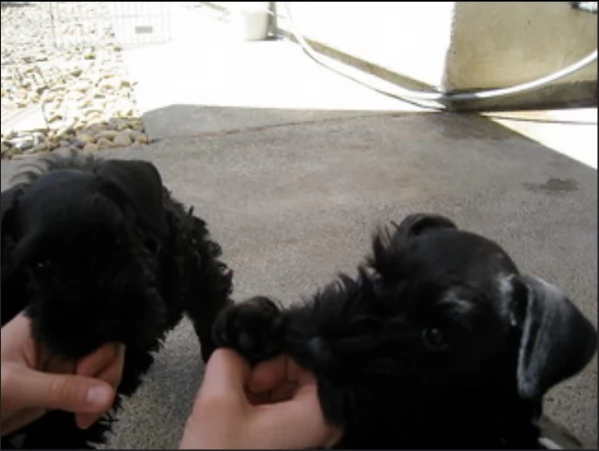 belllissimi cuccioli di schnauzer