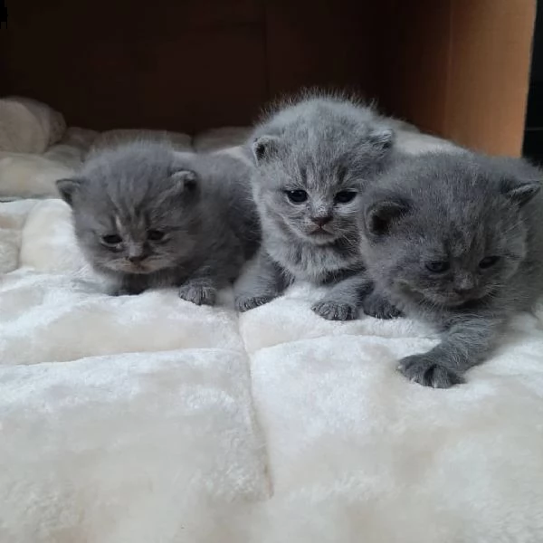 adorabili gattini inglesi | Foto 0