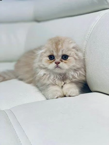 scottish fold e straight con pedigree
