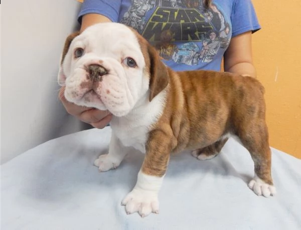 bulldog inglese cuccioli introvabili cuccioli di bulldog inglese albicoca intelligenti e dolcissimi 