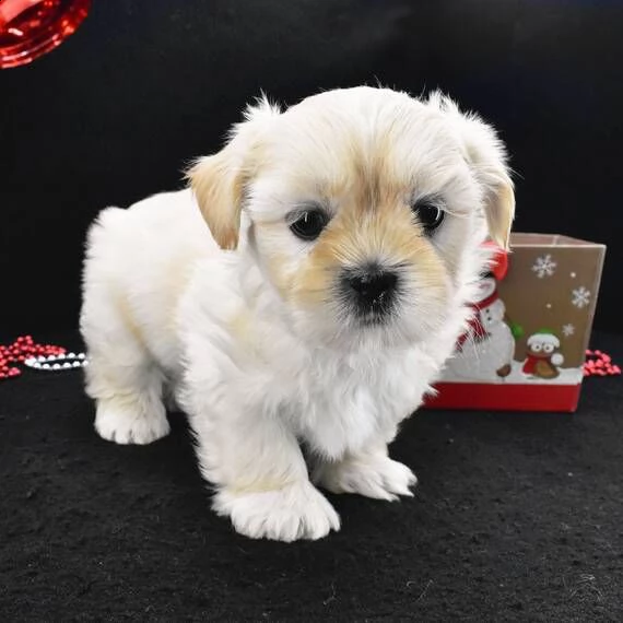 shih tzu cuccioli