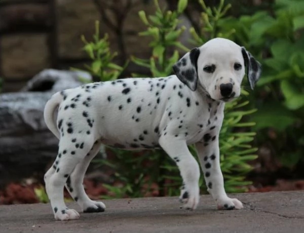 dalmata cuccioli