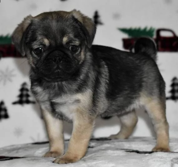 regalo carlino cuccioli