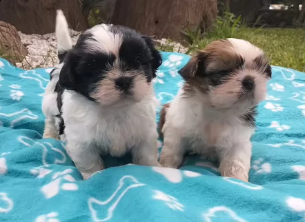 cuccioli di shih tzu pedegree enci