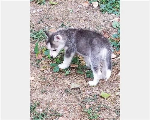 vendita cucciolo cuccioli di siberiano husky