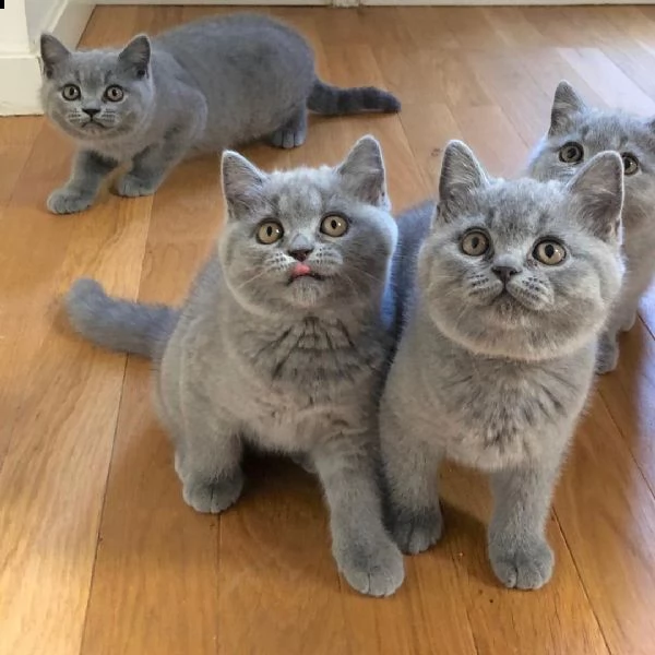 gattini british shorthair di 3 mesi