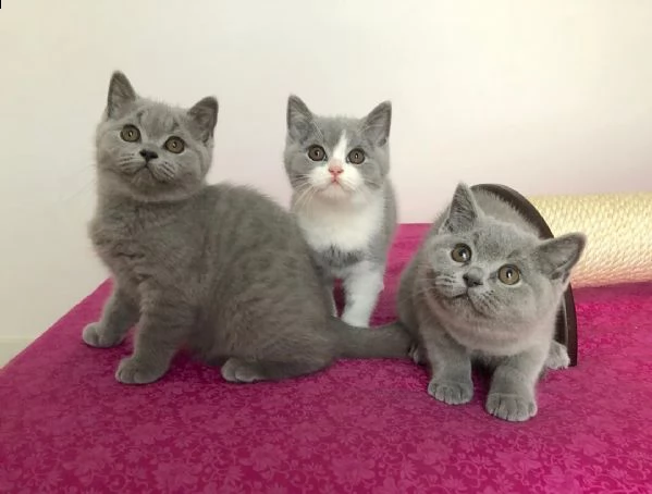  gattini british shorthair maschi e femmine | Foto 0