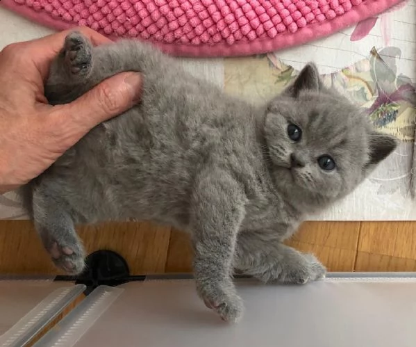  gattini british shorthair maschi e femmine