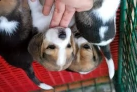 email : arwenbrades10[at]gmail[.com] adorabili cuccioli di beagle femminucce e maschietti disponibili per
