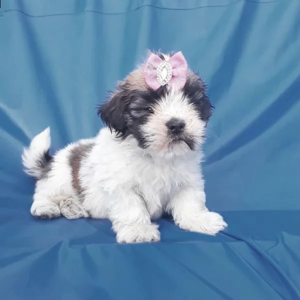    regalo shih-tzu  toy | Foto 0