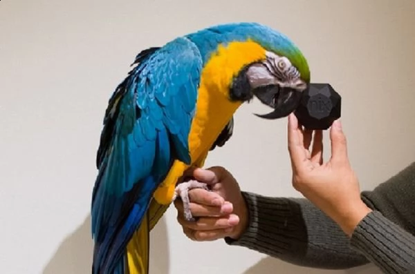 disponibili pappagalli ara blu e oro allevati a mano