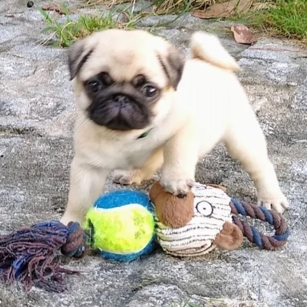  disponibili regalo carlino