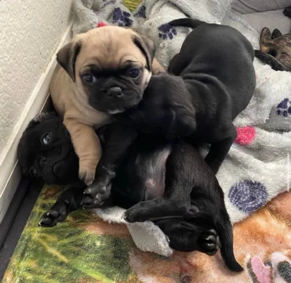 cuccioli di carlino maschio e femmina