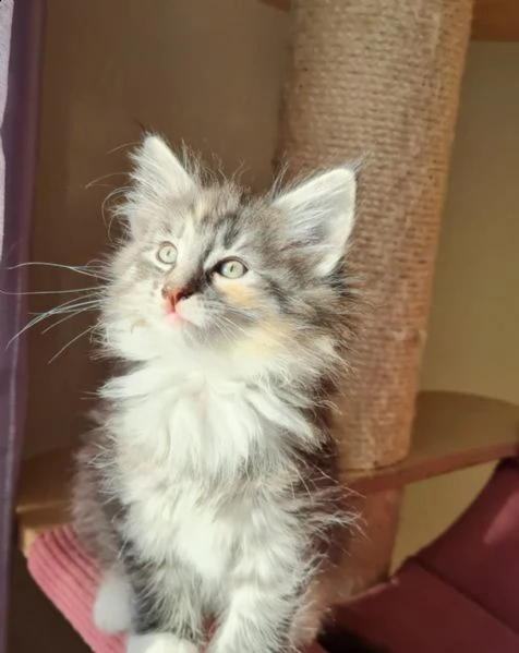 norvegesi delle foreste gattini