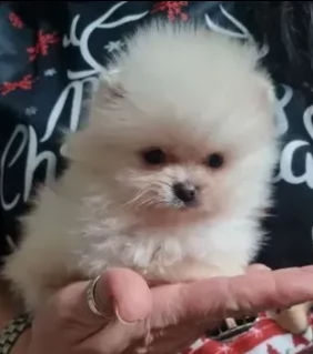 cuccioli di spitz pomerania nano