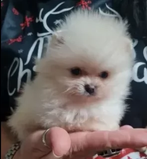 cuccioli di spitz pomerania nano | Foto 1