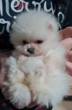 cuccioli di spitz pomerania nano | Foto 0