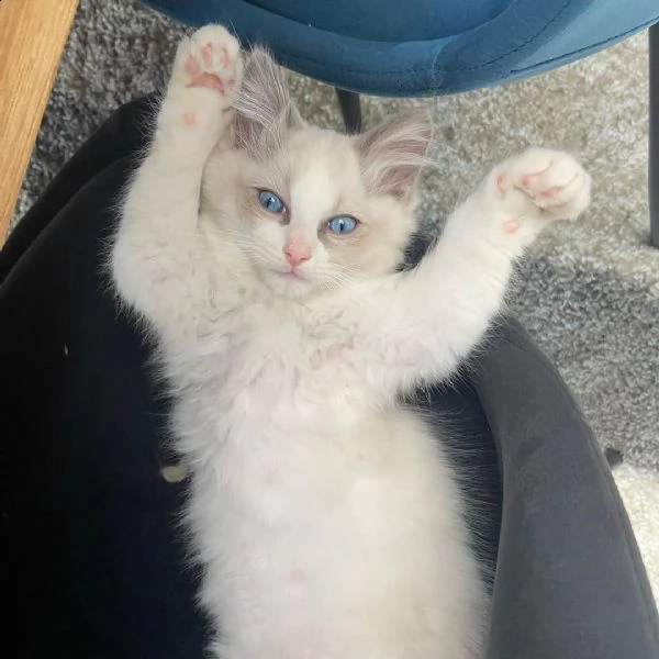 adorabile, purosangue e sano | Foto 6