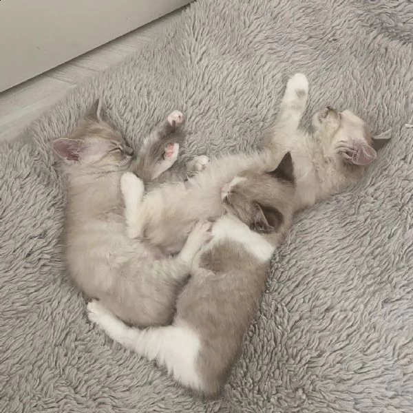 adorabile, purosangue e sano | Foto 5