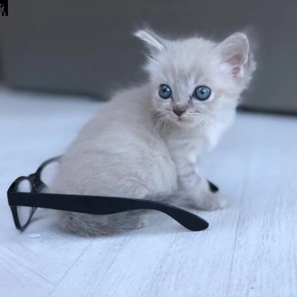 adorabile, purosangue e sano | Foto 3