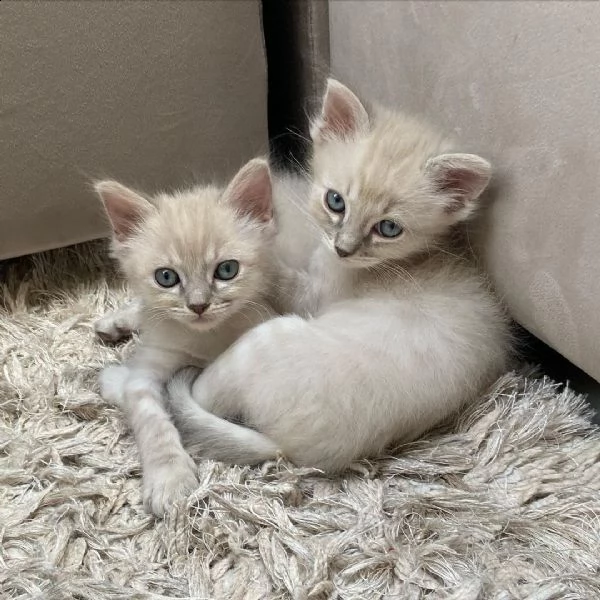 adorabile, purosangue e sano | Foto 2