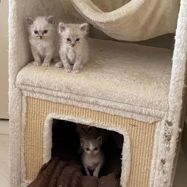 adorabile, purosangue e sano