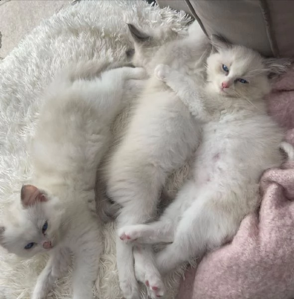 adorabile, purosangue e sano | Foto 1