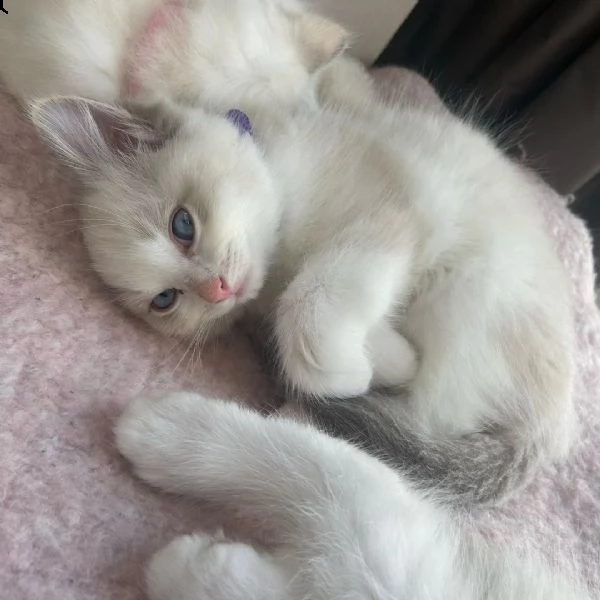 adorabile, purosangue e sano | Foto 0