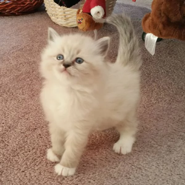 simpatici gattini ragdoll | Foto 6