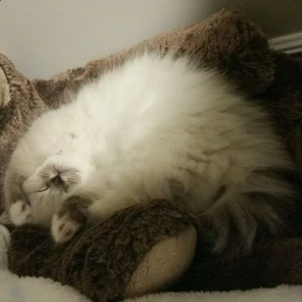 simpatici gattini ragdoll | Foto 5