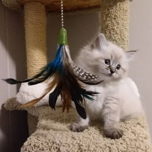 simpatici gattini ragdoll | Foto 4