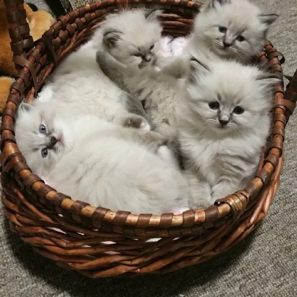 simpatici gattini ragdoll | Foto 3