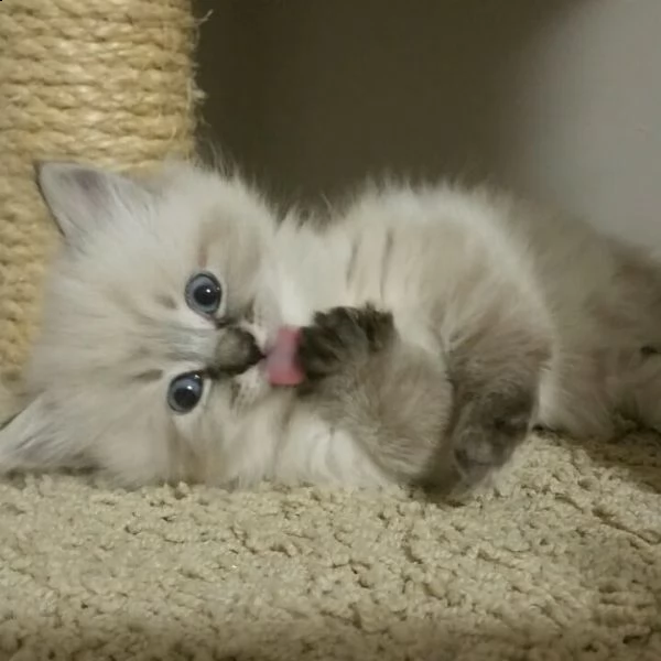 simpatici gattini ragdoll | Foto 2