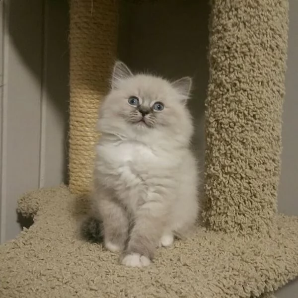 simpatici gattini ragdoll