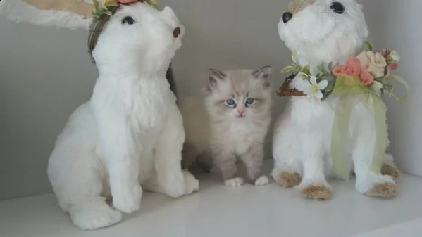 simpatici gattini ragdoll | Foto 1