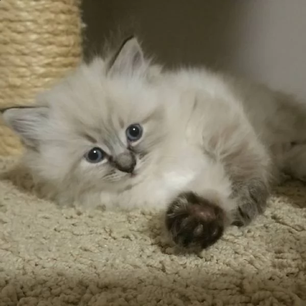 simpatici gattini ragdoll | Foto 0