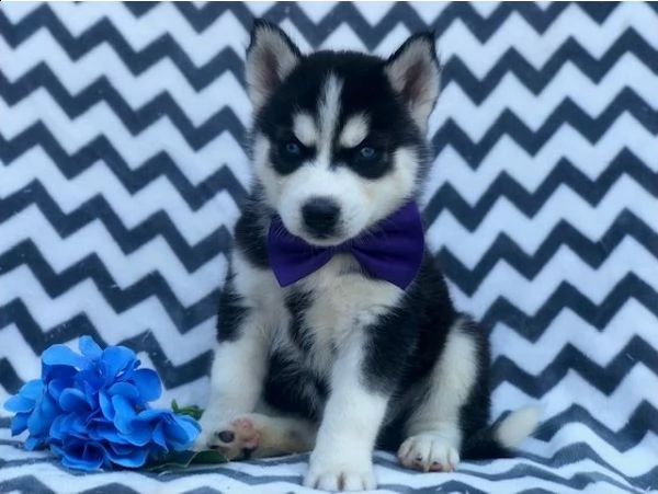 husky cuccioli