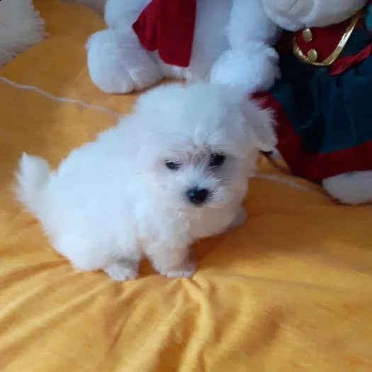 cuccioli di razza maltese tre mesi