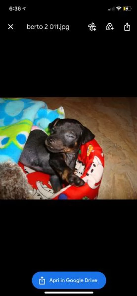 regalo cuccioli di pinscher | Foto 0