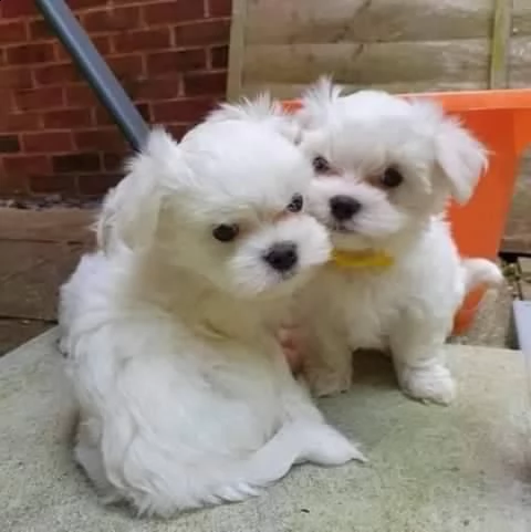 cuccioli maltese toy massimo 2kg e mezzo