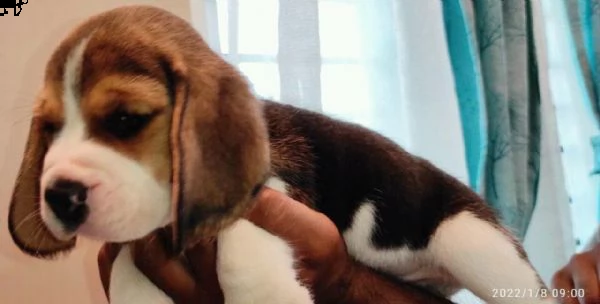 regalo beagle  | Foto 0