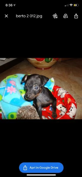   regalo cuccioli di pinscher