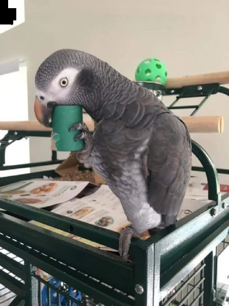 pappagalli grigi africani in cerca di una nuova casa
