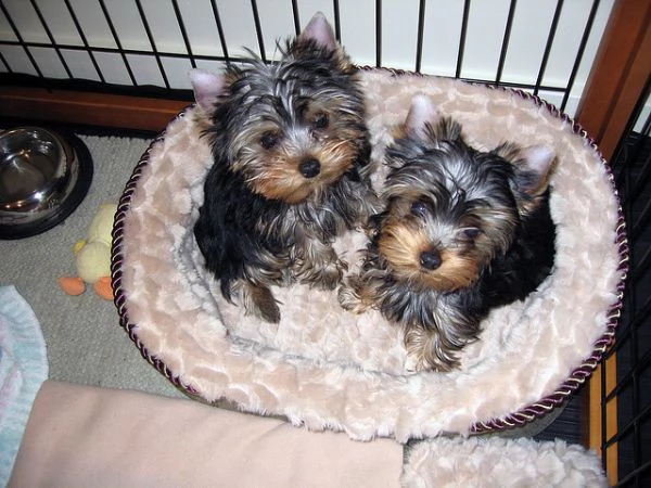 cuccioli di yorkshire con pedigree 
